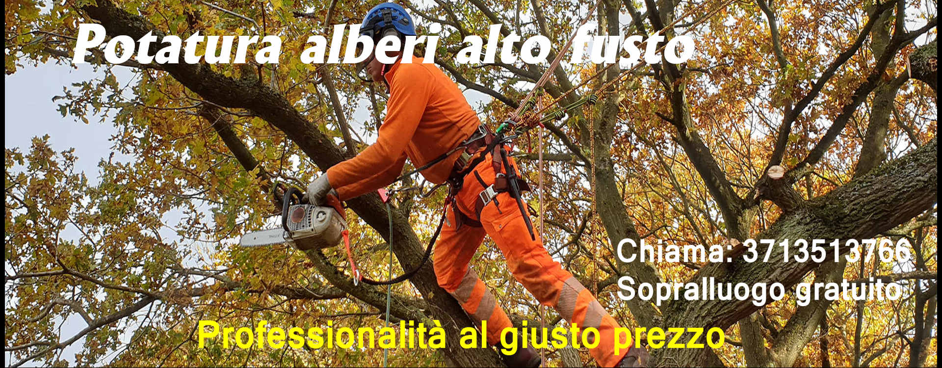 potature alberi alto fusto pini abeti castagni magnolie albano laziale castelli romani