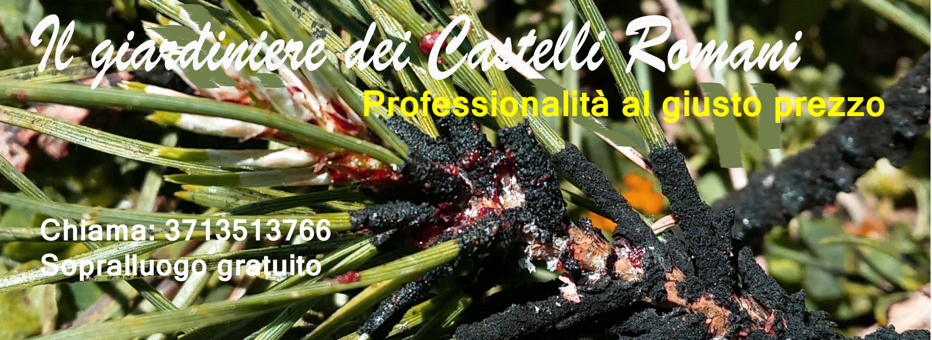 trattamento endoterapia cocciniglia pino castelli romani